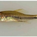 พบปลาใหม่ในลุ่มน้ำอเมซอน ตั้งชื่อตามนักวิจัยรัฐโอเรกอน